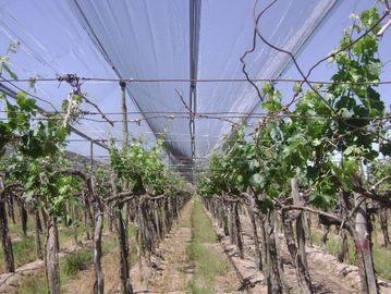 Высокопрочное пластичное анти- плетение окликом для виноградника/виноградины, таможни