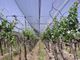 Подрежьте анти- сеть предохранения от окликом с Uv упорной для виноградины 30gsm - 50gsm
