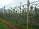 Темное - сети окликом зеленого HDPE анти- с UV для земледелия, 30gsm - 50gsm